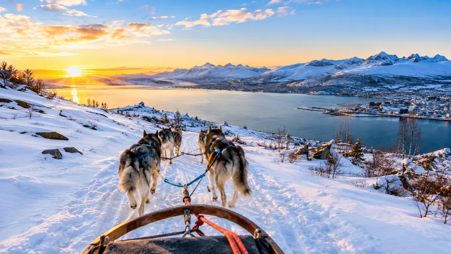 Dog Sledding in Tromso Prices and Budget Guide