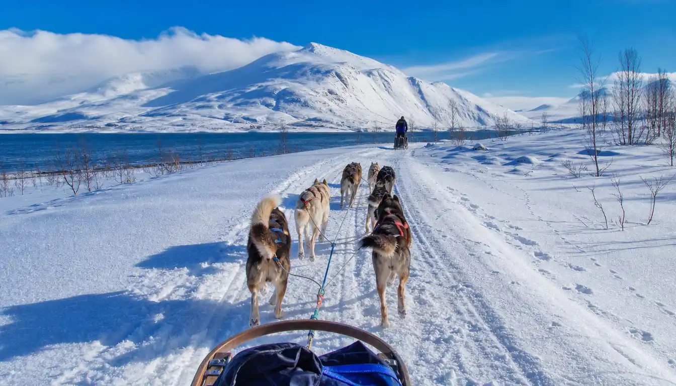 Dog Sledding in Tromso Prices and Budget Guide