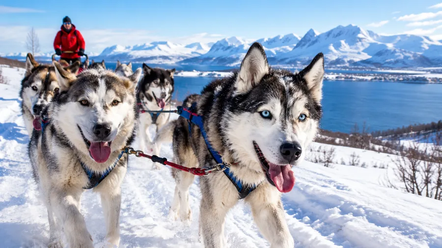 Self-Drive vs Passenger Husky Tours in Tromso